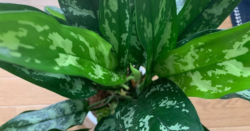 薬学部をストレートで卒業するために ４年次 cbt osce 編 薬剤師n note