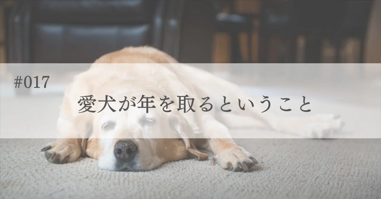 What It Means for Your Dog to Age｜無添加ドッグフード Ishca｜ハミルトン葉奈