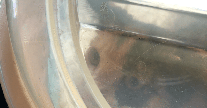 保護猫のお届けと里親詐欺 Love Co Note