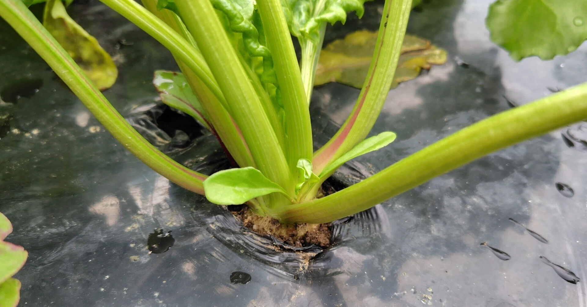 Beet Cultivation on Abandoned Farmland: The White One｜ゆきんこ