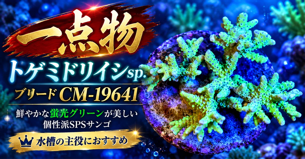 [One-of-a-kind] Acropora sp. Breed CM-19641 | The charm of a unique SPS ...