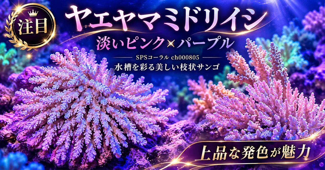 [SPS Coral] Acropora formosa Pink Type ch000805 | The charm of ...