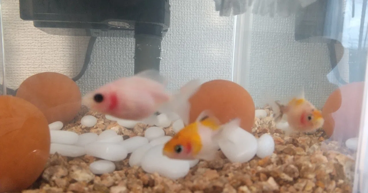 [Essay] Pin-chan, Pon-chan, and Pearl-chan with the Roomba Brothers｜塩野丸 ...