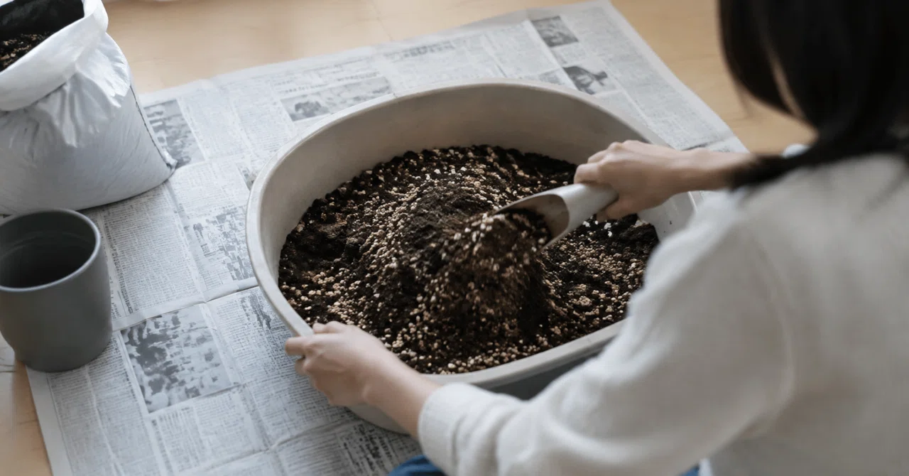 The Quiet Ritual of Sifting Soil—My Gardening Origin｜コヒぼち（coff.boti)