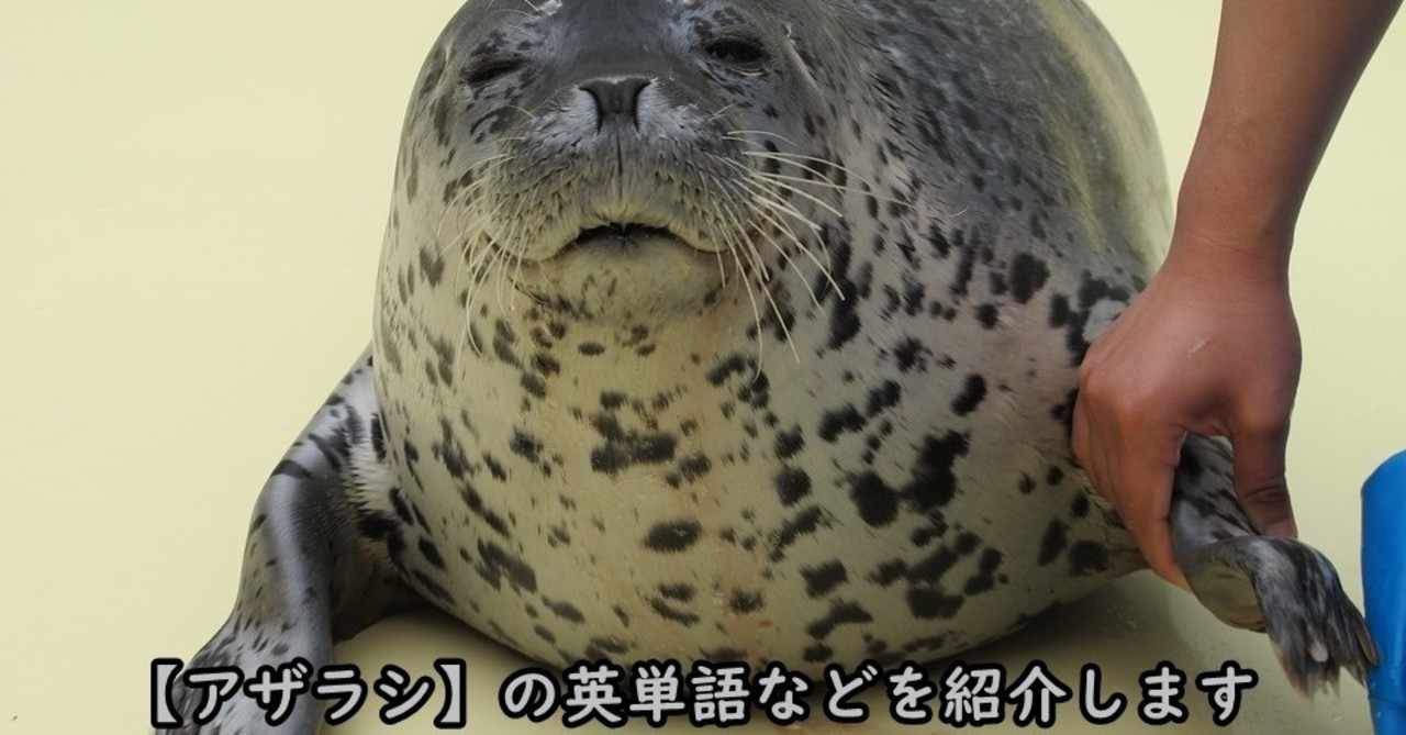 アシカ の新着タグ記事一覧 Note つくる つながる とどける