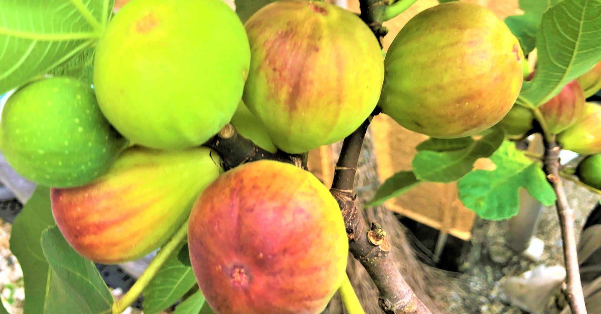 いちじくはプランターでも栽培できます 幸福度上げ隊のゆうき隊長です Note