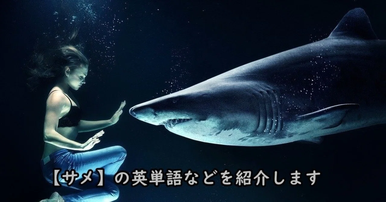 海の生き物 サメ の英単語 漢字 特徴の紹介 きむっち 継続で電子書籍3冊を出版した人 Note