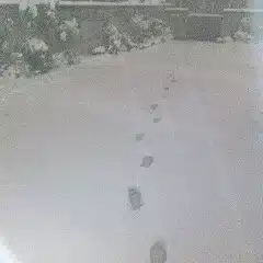 ミガキ
