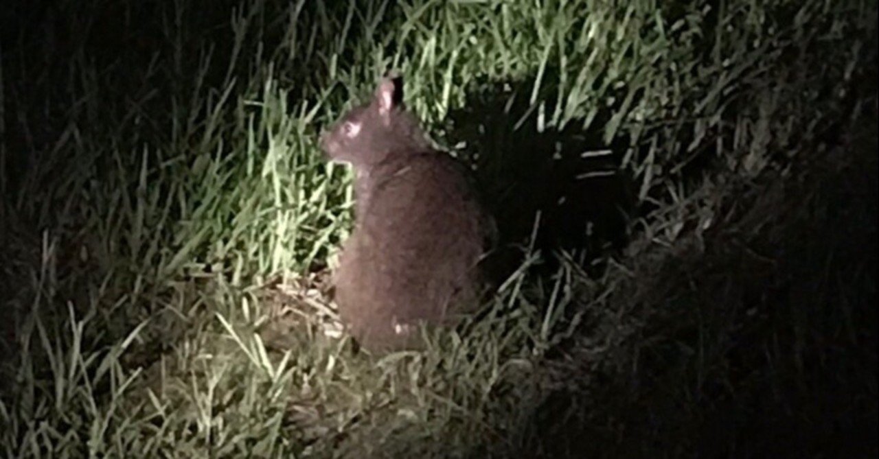 奄美大島のクロウサギに会いに ひつじ旅行社 Note 奄美大島のクロウサギに会いに ひつじ旅行社 Note