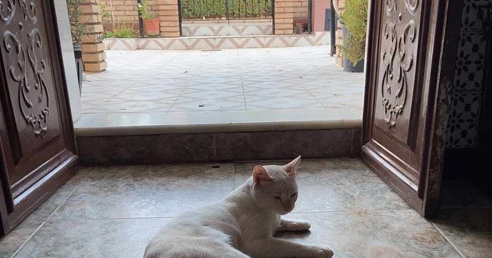 アンダルシアの猫と暮らす日々 旅するスペインガイド Kuni Note