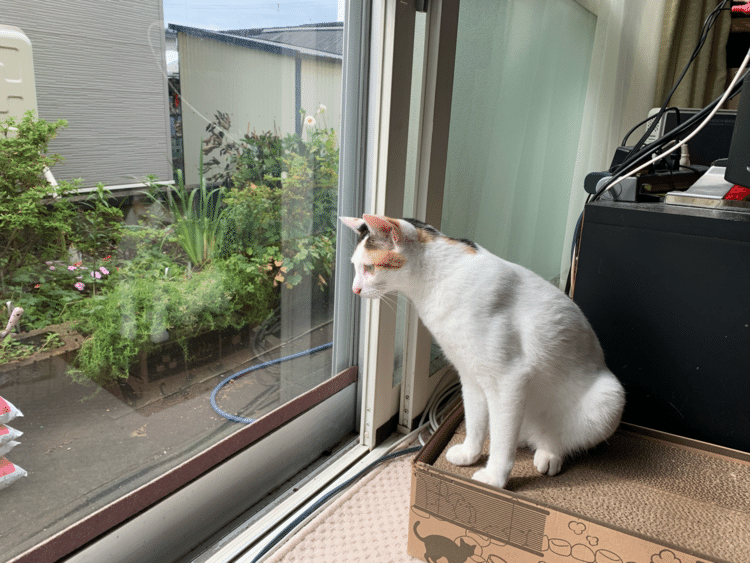 今日は天気いいな