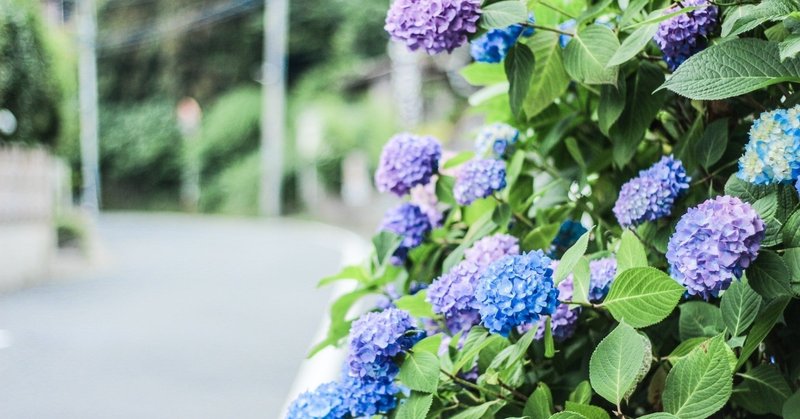 今年も紫陽花は見に行かなかったけれど違和感が清算できた