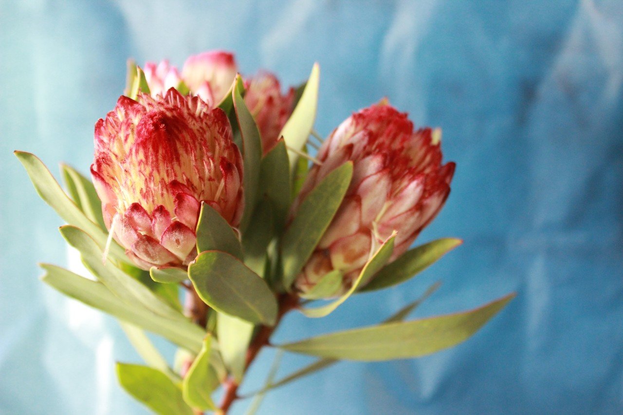 Wildflower ワイルドフラワー ドライにして長く楽しめる花 フラワースクール Hana Kichi Note Wildflower ワイルドフラワー ドライにして長く楽しめる花 フラワースクール Hana Kichi Note