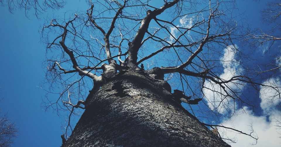星の王子さまとバオバブの木 京都のお花屋さん Note