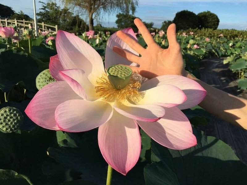 なぜか巨大な蓮の花に添えて ー Strawberry Fields Forever 歌詞和訳 山本 剛 Note