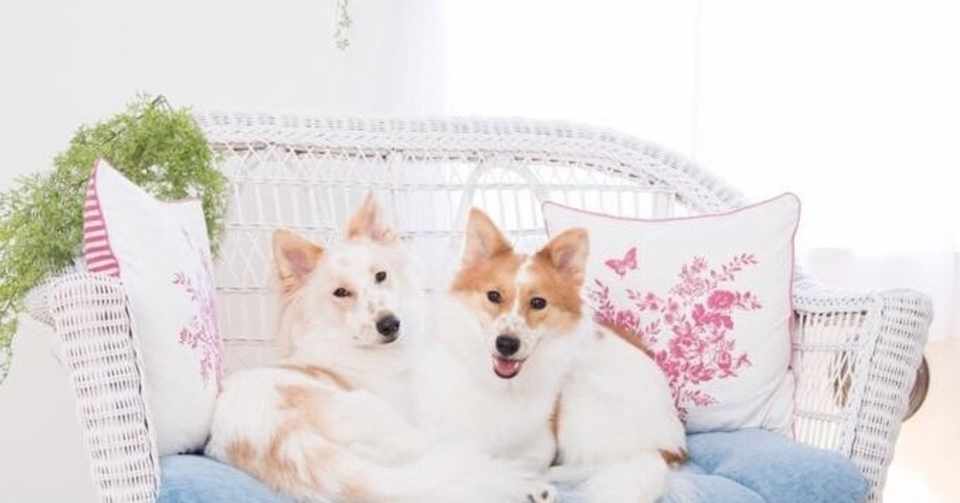 犬と人の信頼関係再構築 ゆみひろワールド Note
