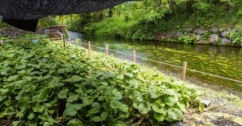 田植えの頃に上がる安曇野の地下水位　～わさびと扇状地の水田～