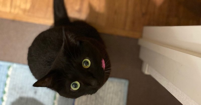 黒猫 ボンベイについて 飼って分かった性格と特徴 猫わずらいとちょこさん Note 黒猫 ボンベイについて 飼って分かった性格と特徴 猫わずらいとちょこさん Note