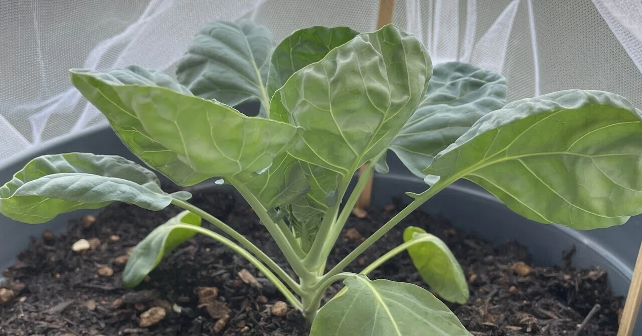 Home Gardening | Autumn/Winter Vegetable Sowing & Planting Record 2026🥕 ...