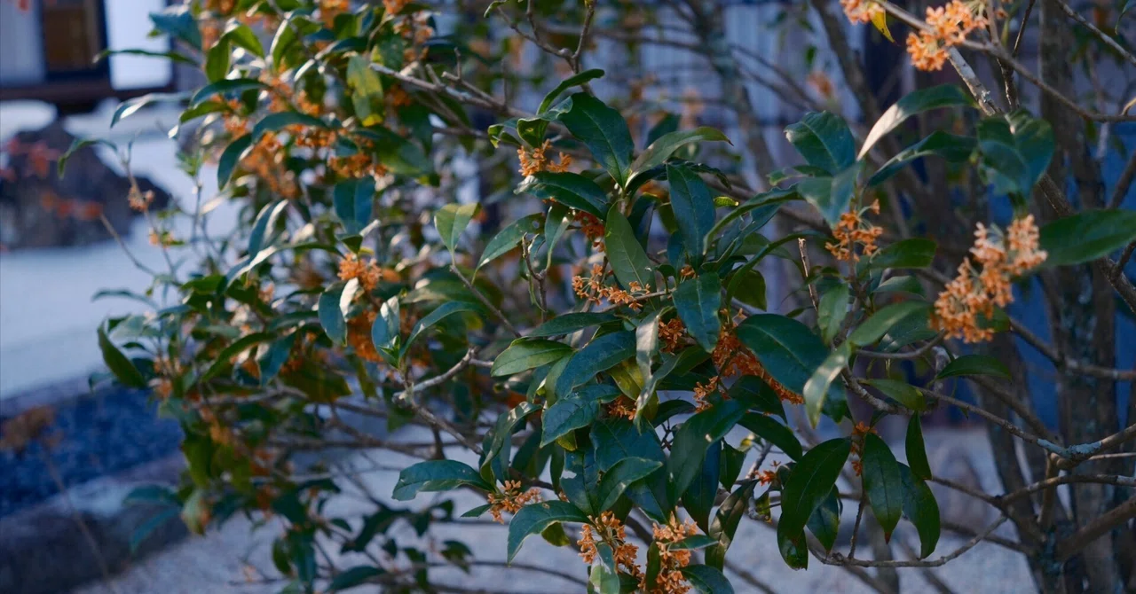 [Review] The XF27mm F2.8 R WR is a pancake lens you'll want to keep on ...