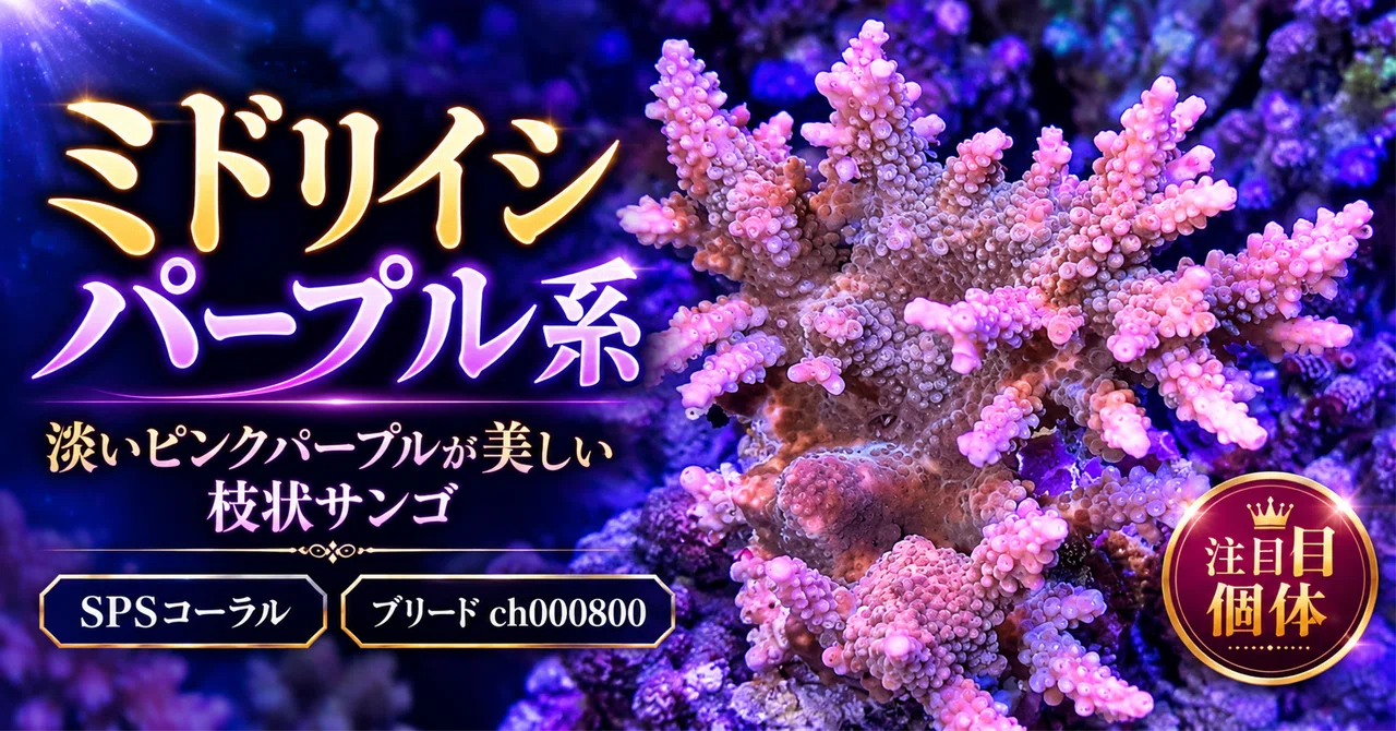 [SPS Coral] Acropora Purple Breed ch000800 | Branching coral with ...