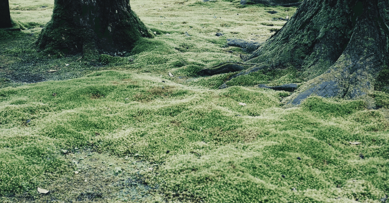石川県小松市 日用の苔