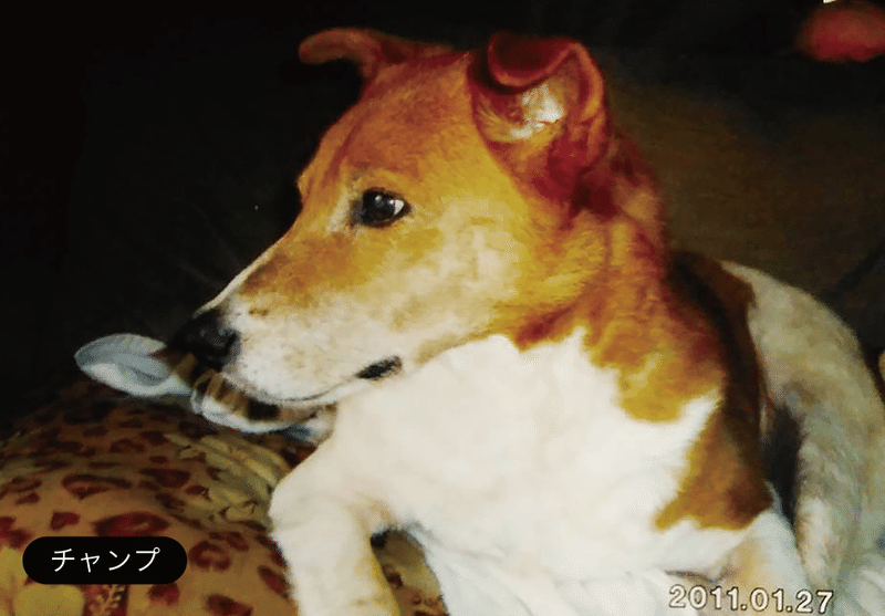 犬たちの挽歌 藤田 凛 Note