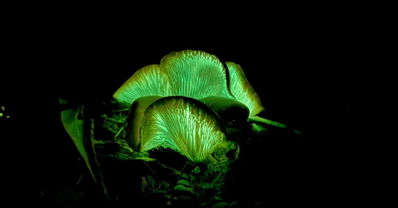 Mushroom Records ①: Australia/Patagonia Edition