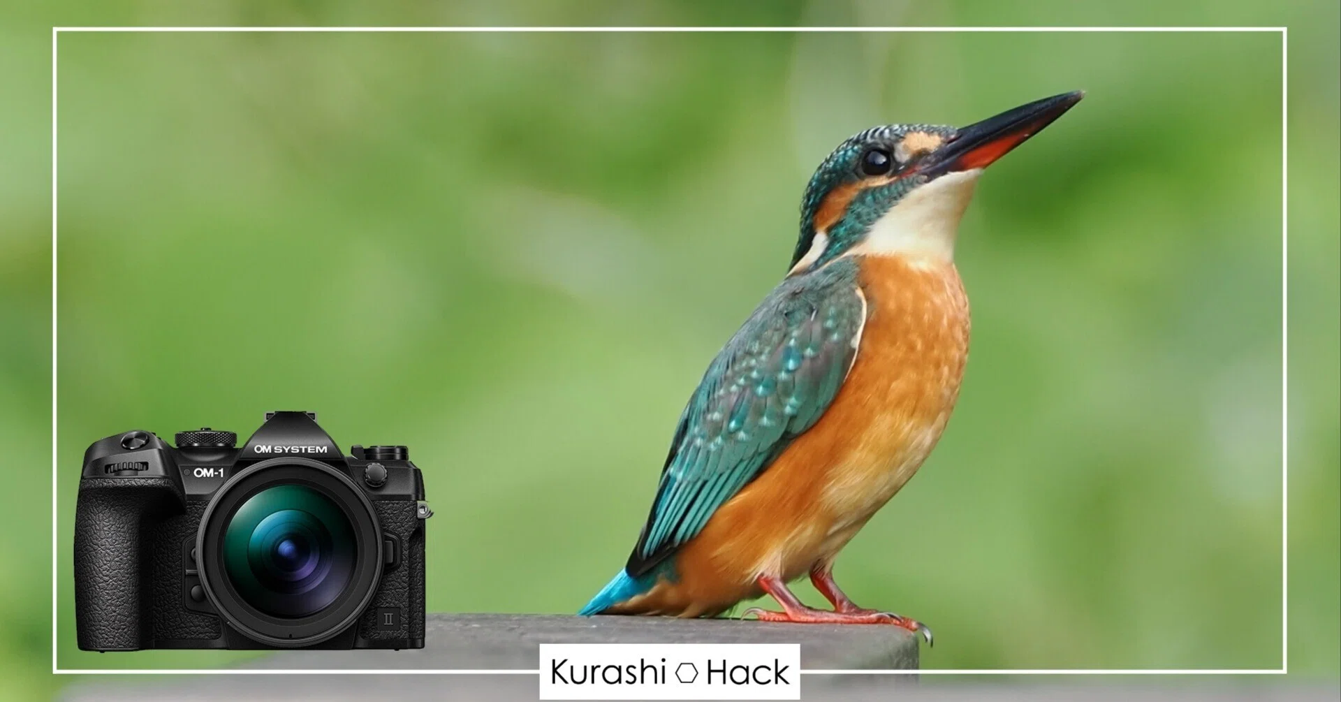 さてさて、野鳥撮影の季節です。｜OM-1 Mark II + 300mm F4.0｜実写
