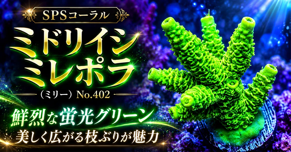 [SPS Coral] Acropora Millepora (Milly) No. 402 | An SPS with striking ...