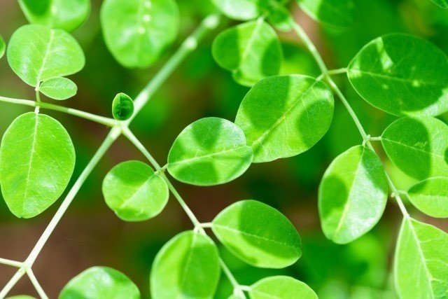 スーパーフード モリンガ を発芽させる方法 Verdure Snd Note