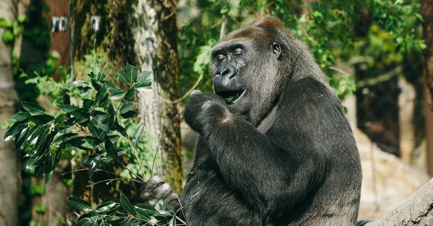 合コンではしゃぐ岩ゴリラ 練乳メガネ Note