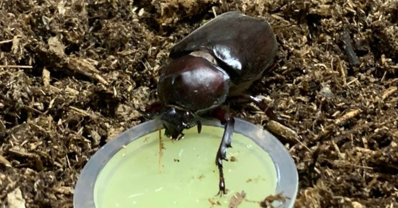 カブトムシを長生きさせる飼いかた Xinchang Note