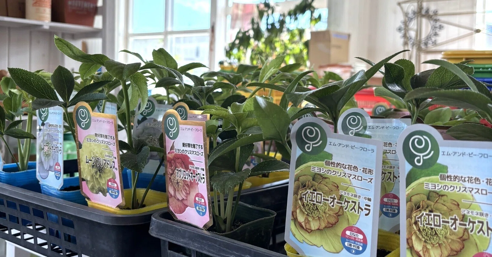 今週の入荷 クリスマスローズ＆チューリップ｜sola og planta 作業日誌