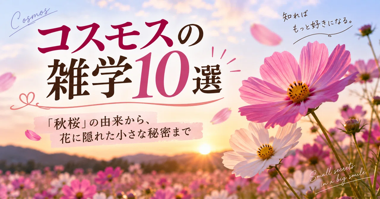 コスモスの雑学10選｜「秋桜」の由来から、花に隠れた小さな秘密まで