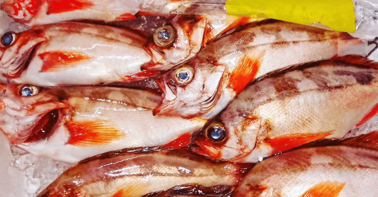 新潟 佐渡沖のメバル ハモ 魚が来る 明日 新潟から 鮮魚通販 Note 新潟 佐渡沖のメバル ハモ 魚が来る 明日 新潟から 鮮魚通販 Note