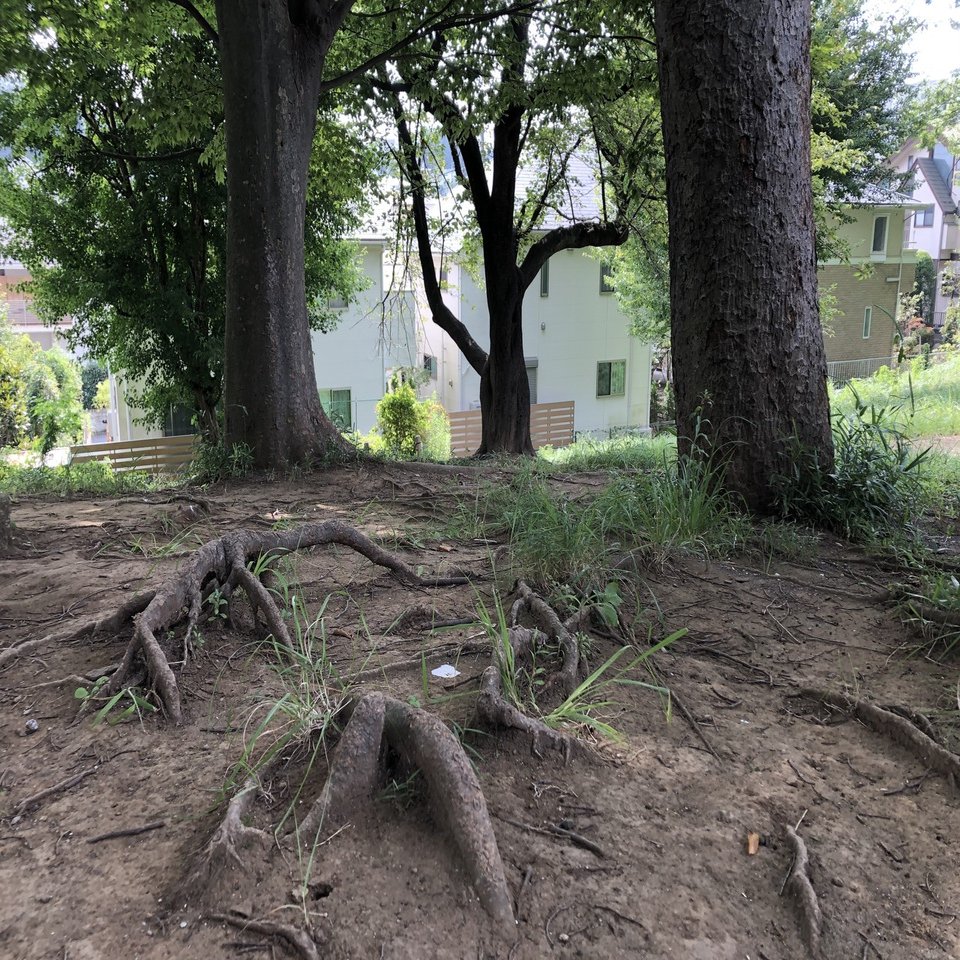 木の根っこに引っかかったら、声をかけて見よう。」自己基盤と木の根っ