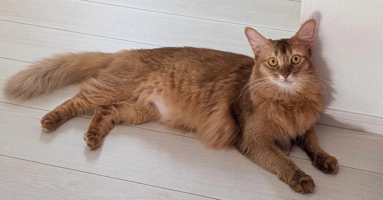 【Dietary Situation for 4 Cats】 Wet Food for Multi-Cat Households! From ...