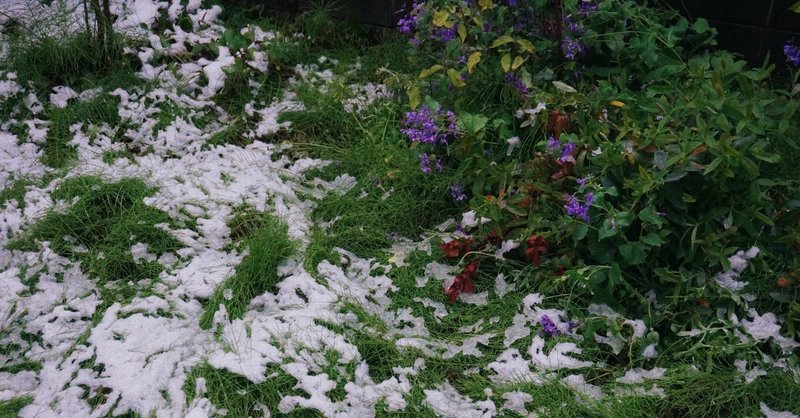 愛について考えるべきことについてのありふれた記事 いぬ Note