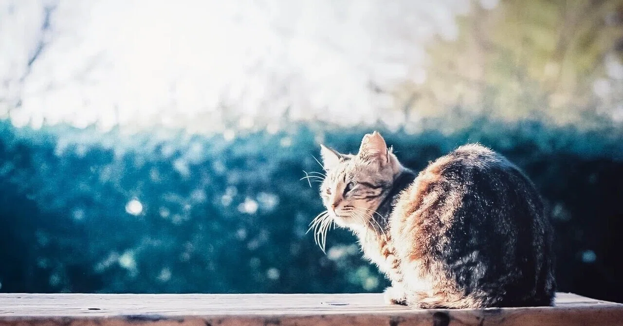 For Those Looking for a Pet Hotel in Nishi-Mikawa | A New Option: Pet ...