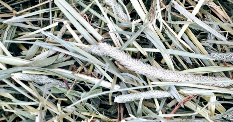 初めて牧草をレンチンしてみた話 うさぎのミミと暮らす人 Note