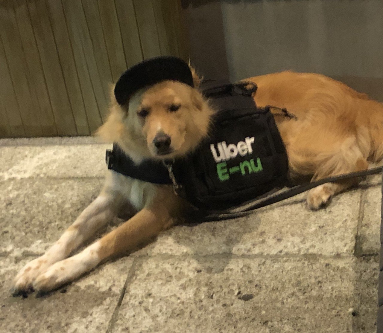 あ うわさのウーバーイーヌさんですね おつかれさまです W てんちょう Note