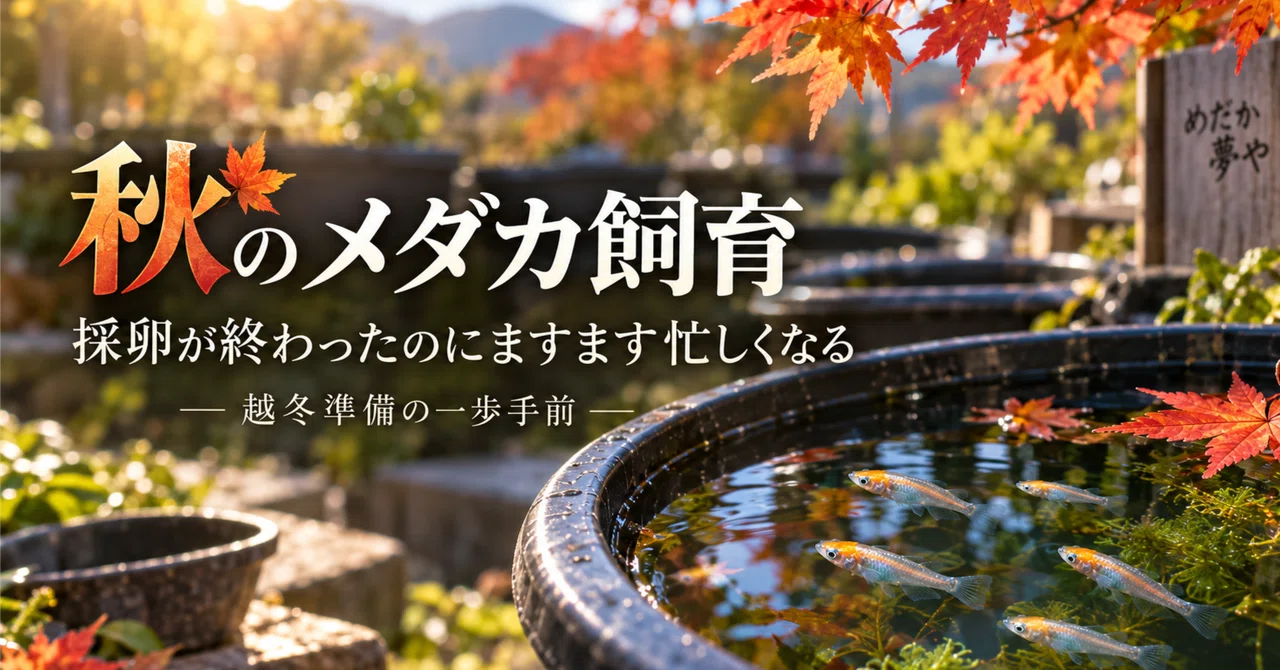 Autumn Medaka Care: Getting Busier Even After Egg Collection Ends｜めだか夢や ...