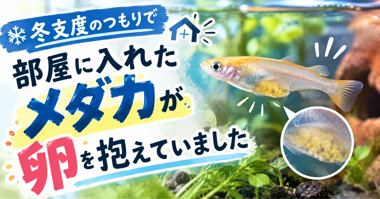 The medaka I brought inside to prepare for winter were carrying eggs｜めだかちゃん