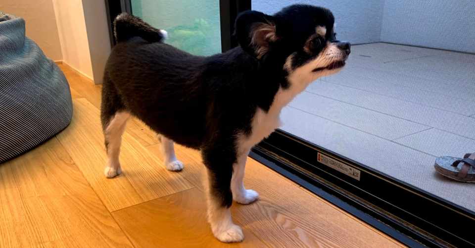 犬と暮らすための床を考える Part１ H Taka Note