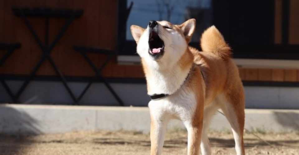 要求吠えをやめさせるには 犬の飼い主サポートのplam Note