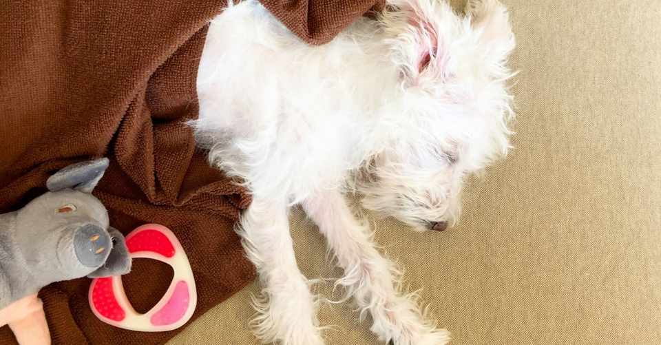 犬用玩具で甘噛みのお悩み解決 Amimon Note