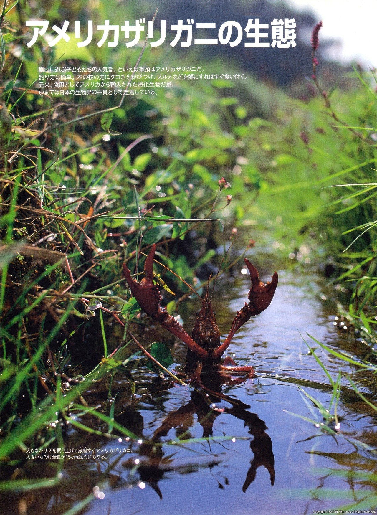 里山大百科「夏」アメリカザリガニの生態｜映像制作会社つばめプロ