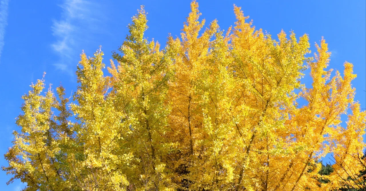 Ginkgo—Living Fossil, Good for the Brain? Why It Has Been Loved by ...