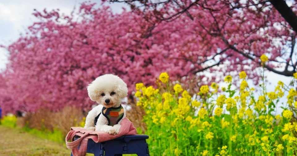 え 100万超え 子犬の価格高騰化に伴うリスクと気をつけてほしいこと ルンカのえげつない話 犬雑貨rumka Note